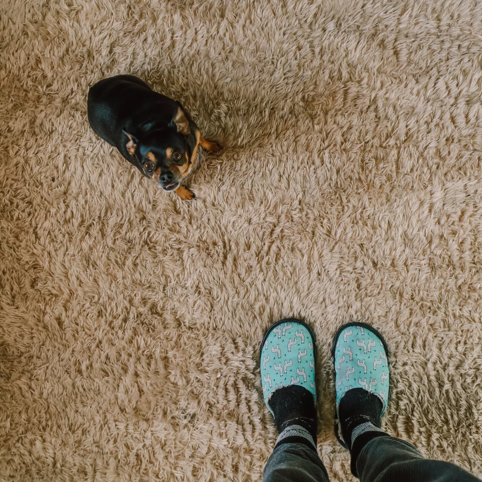 How to remove stains from the carpet?